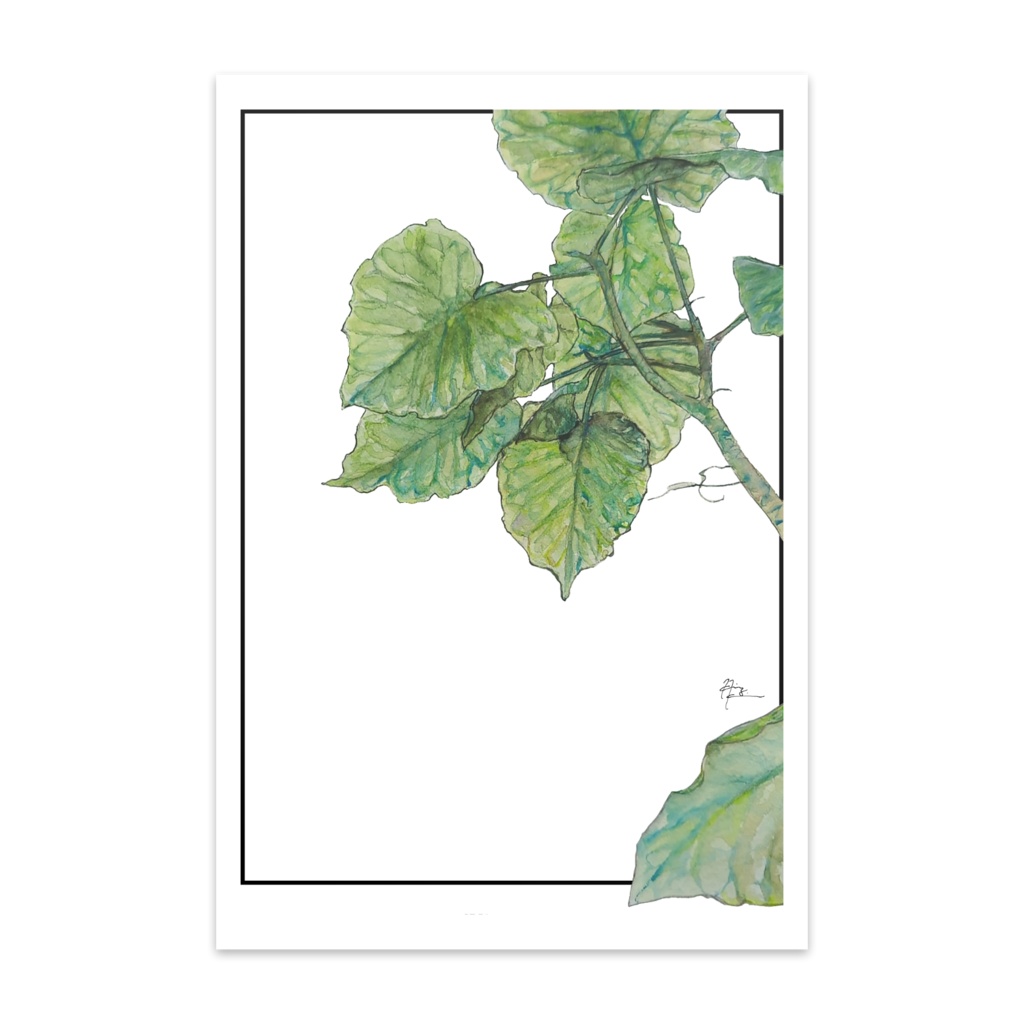 観葉植物 ポストカード