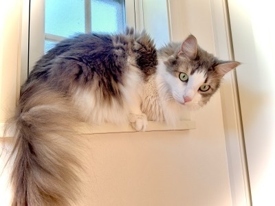 ノルウェージャンフォレストキャット