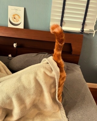 アメリカンショートヘア