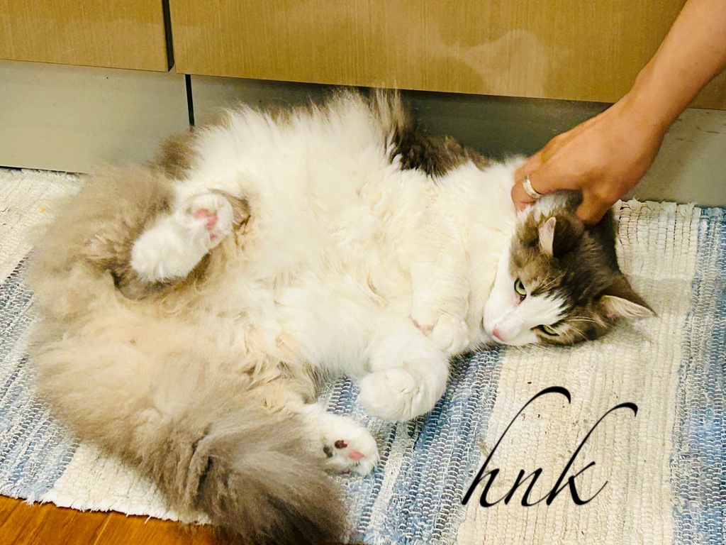 ノルウェージャンフォレストキャット