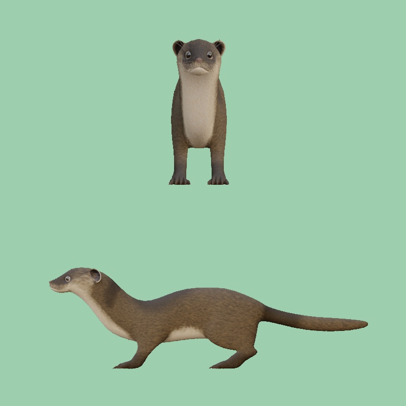 リアルチックなイタチ【VRCアバター/Quest版有】【ver1.02】