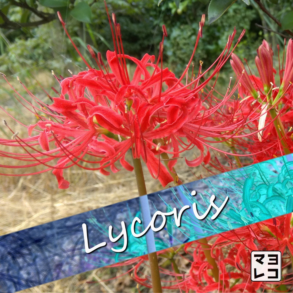 マヨヒガレコーズ vol1 Lycoris