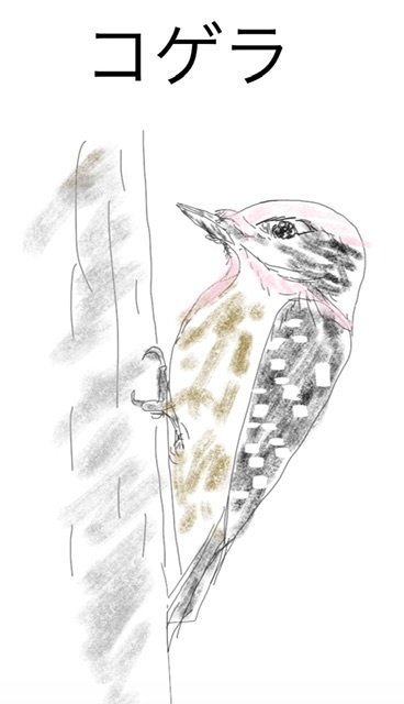 スケッチ　〜コゲラ〜