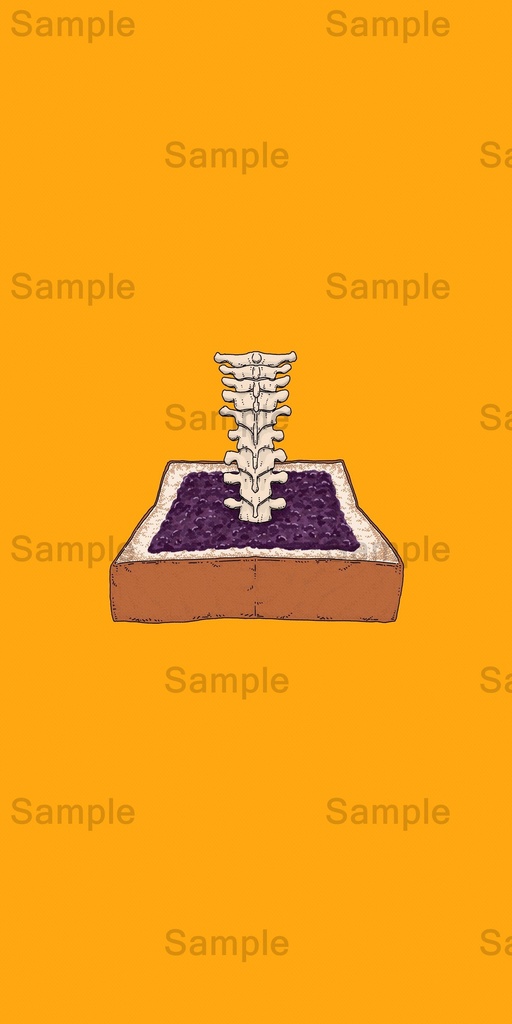 【DL】 胸椎/人体シリーズ