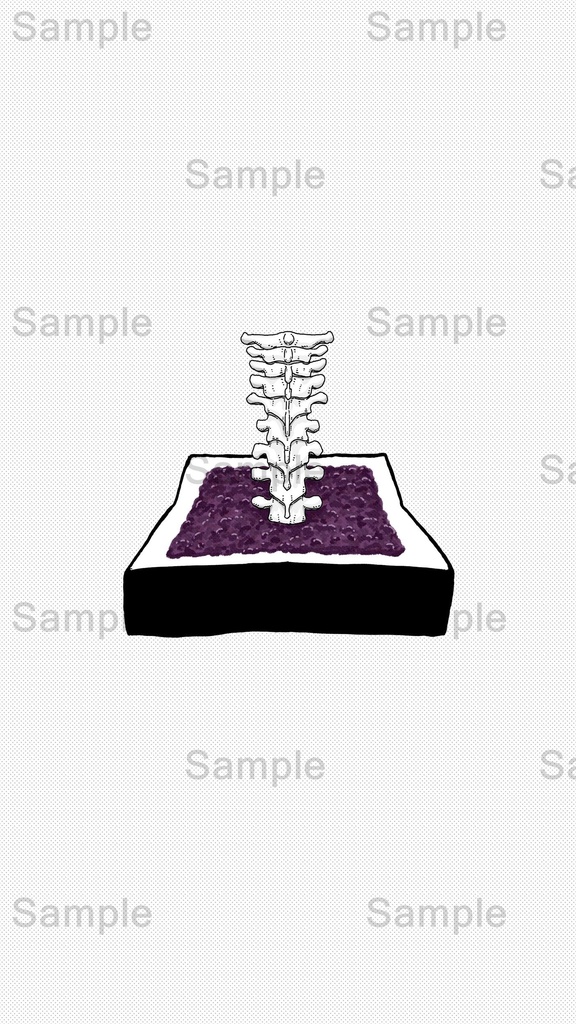 【DL】 胸椎/人体シリーズ