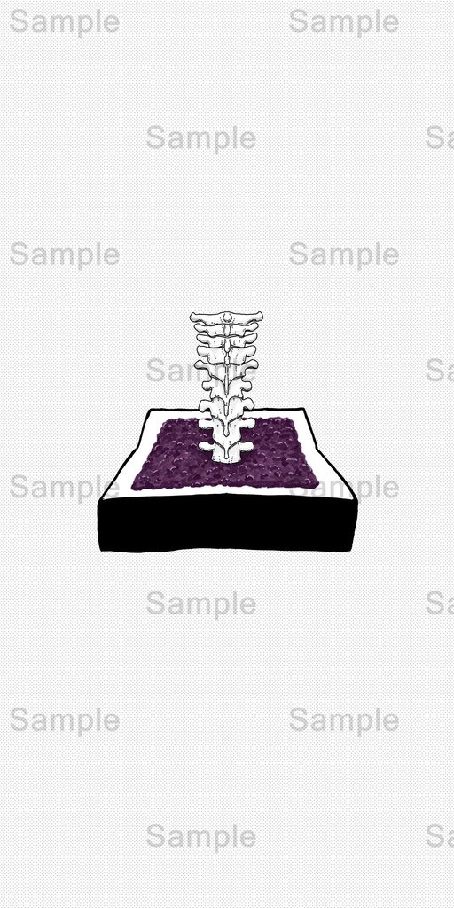 【DL】 胸椎/人体シリーズ