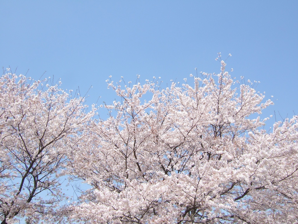 この手で埋めたもの SPLL:E194065