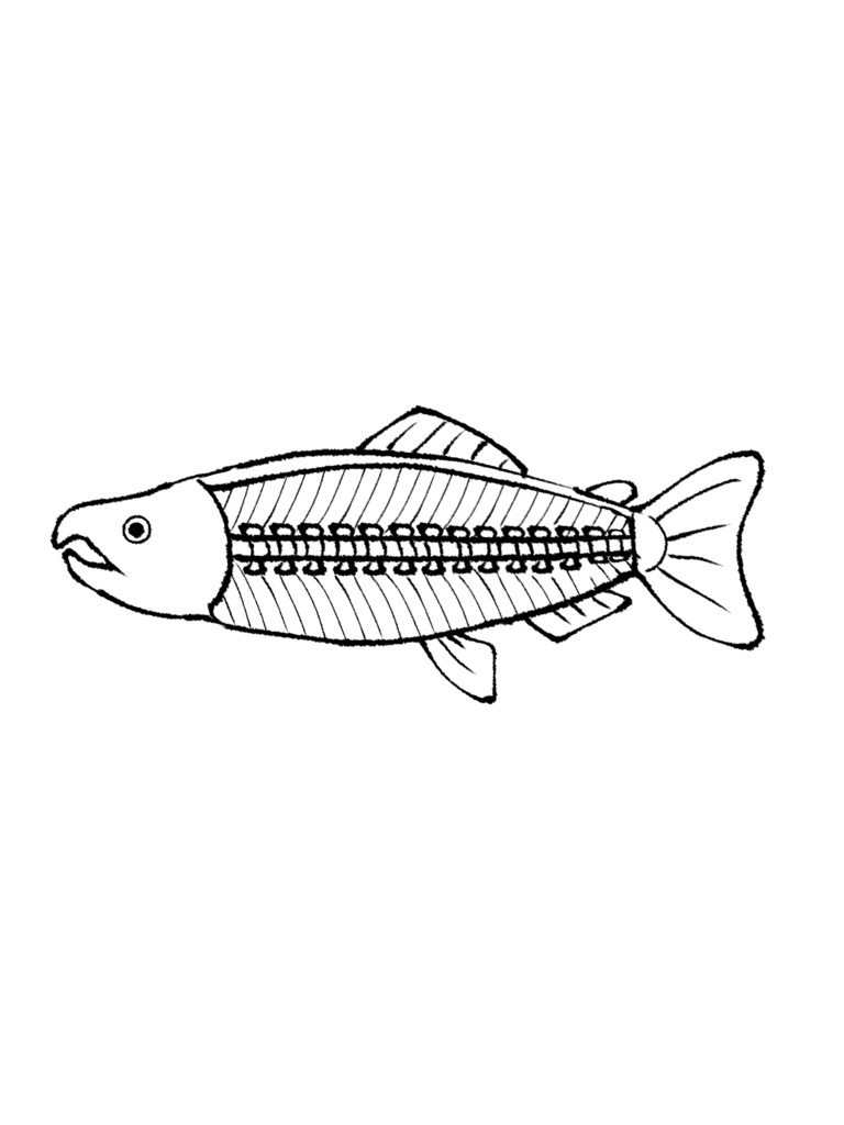 サーモン片身外し キャップ