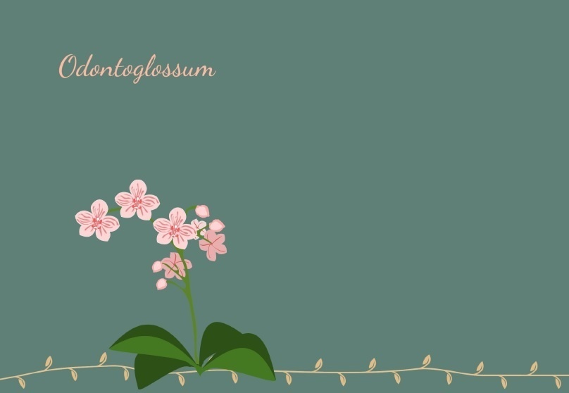 odontoglossum