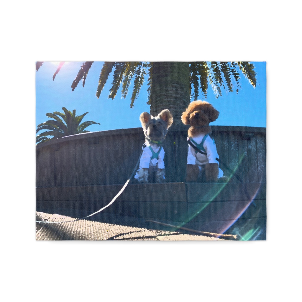 南国のトイプーとヨーキー