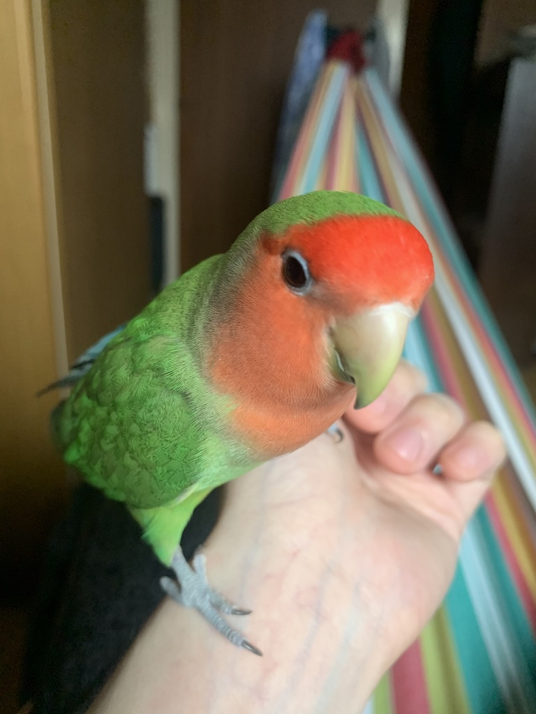 ストロベリー・ザッハトルテ チョコミント