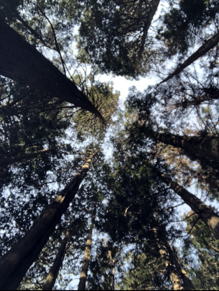 世界中の子と友達になれる/ギフトbox