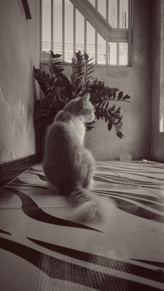 Cat in sepia.