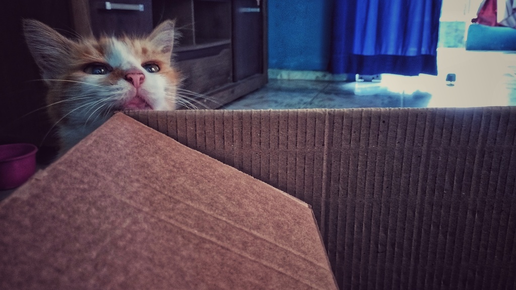 The cat with the box