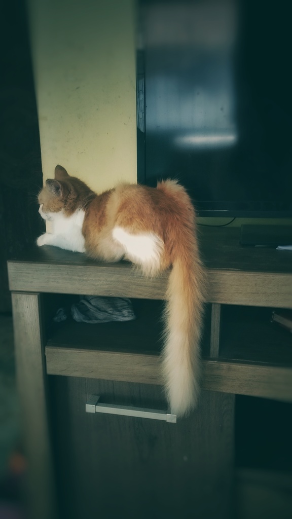 Orange and white kitten resting.