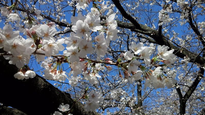 素材写真：桜２０１８