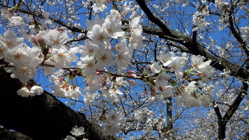 素材写真：桜２０１８