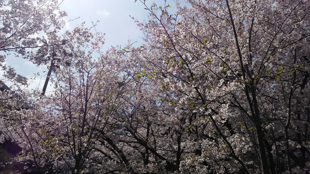素材写真：桜２０１８