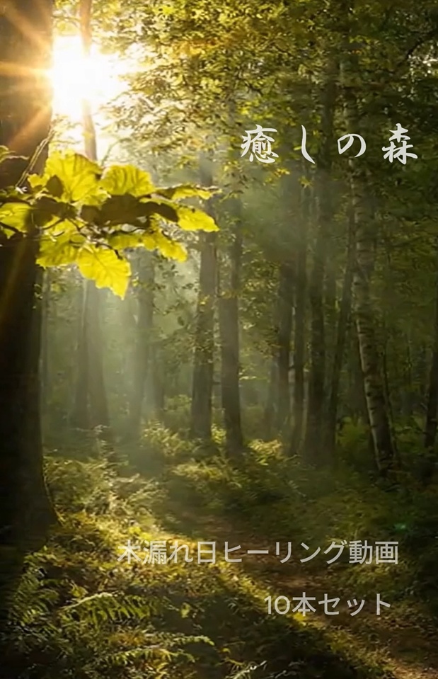 癒しの森-木漏れ日ヒーリング動画 10本セット