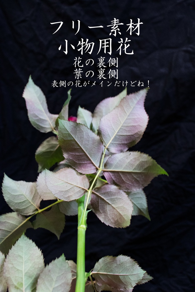 小物用花写真