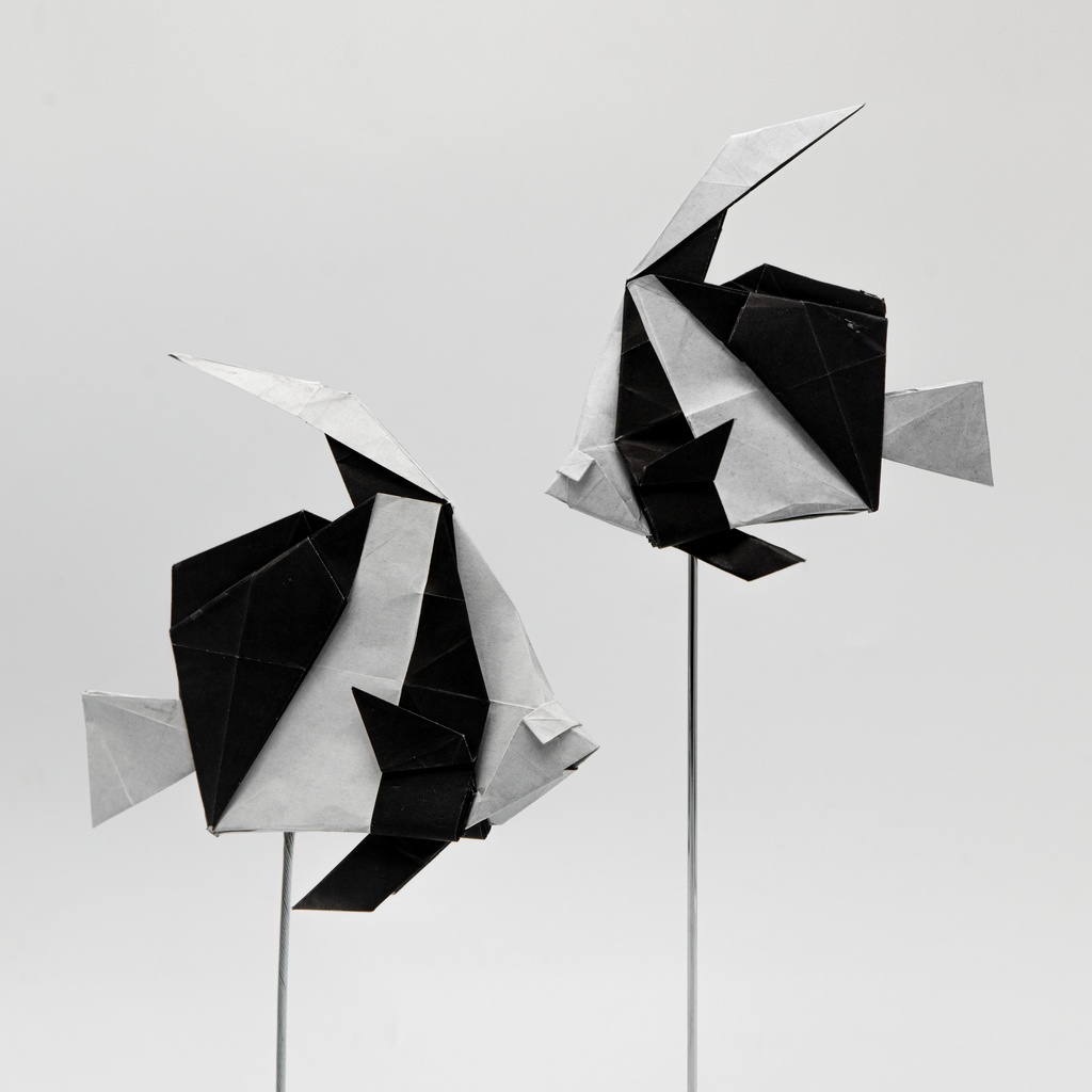 pennant coralfish ハタタテダイ (Diagram work)