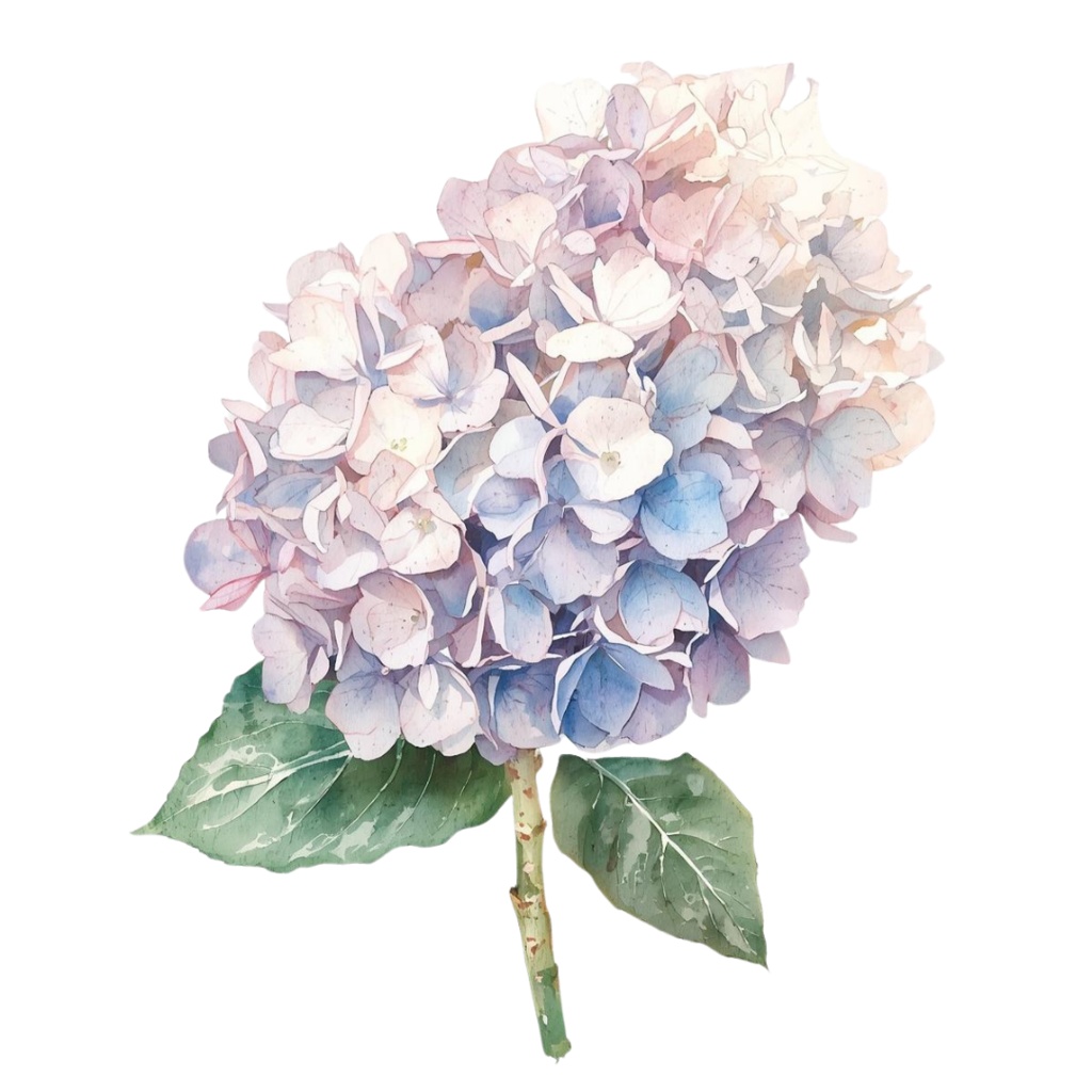 紫陽花・6月のイメージ クリップアートセット1 全41種 PING形式(背景透過)