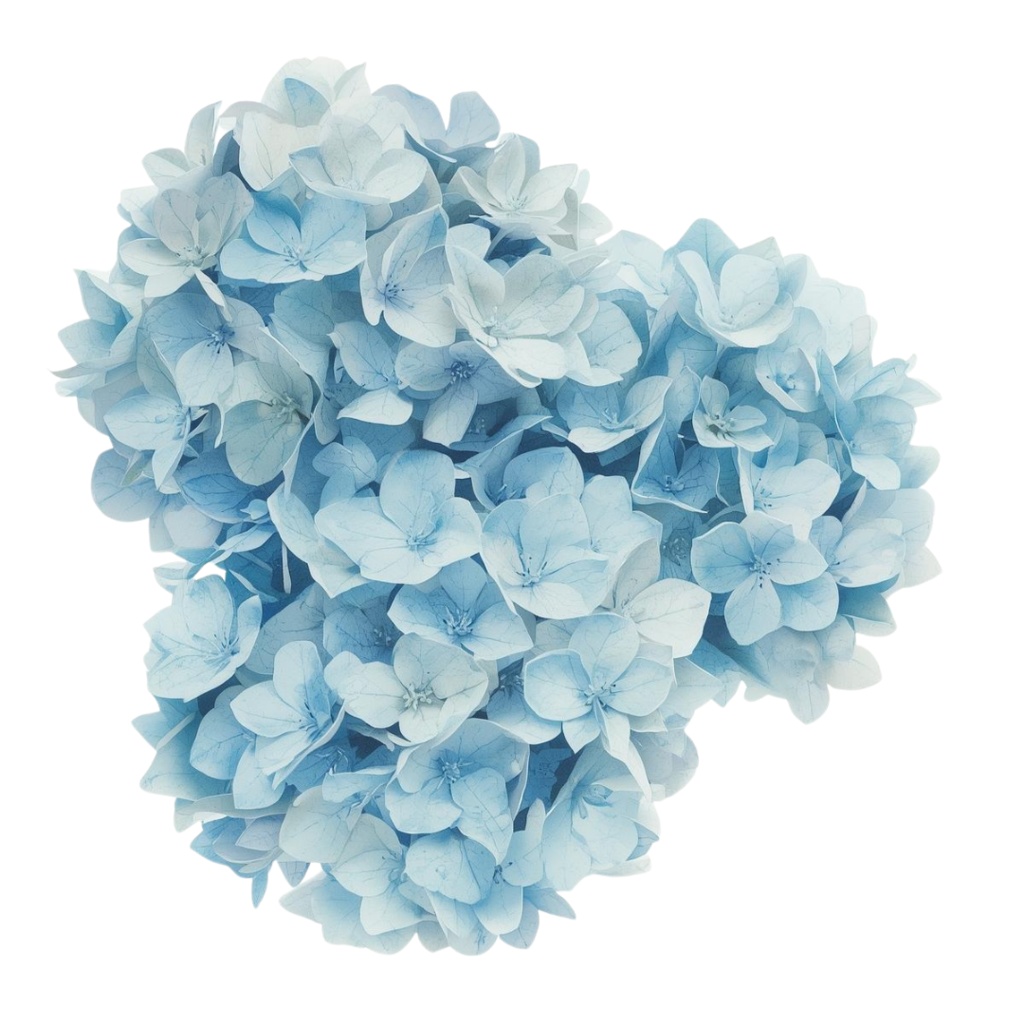 紫陽花・6月のイメージ クリップアートセット2 全45種 PING形式(背景透過)