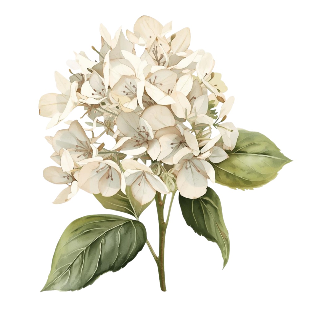 紫陽花・6月のイメージ クリップアートセット4 全45種 PING形式(背景透過)