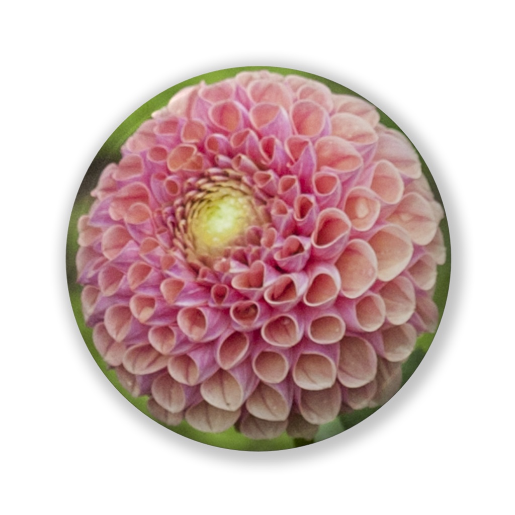 サックルローズピンク　缶バッジ