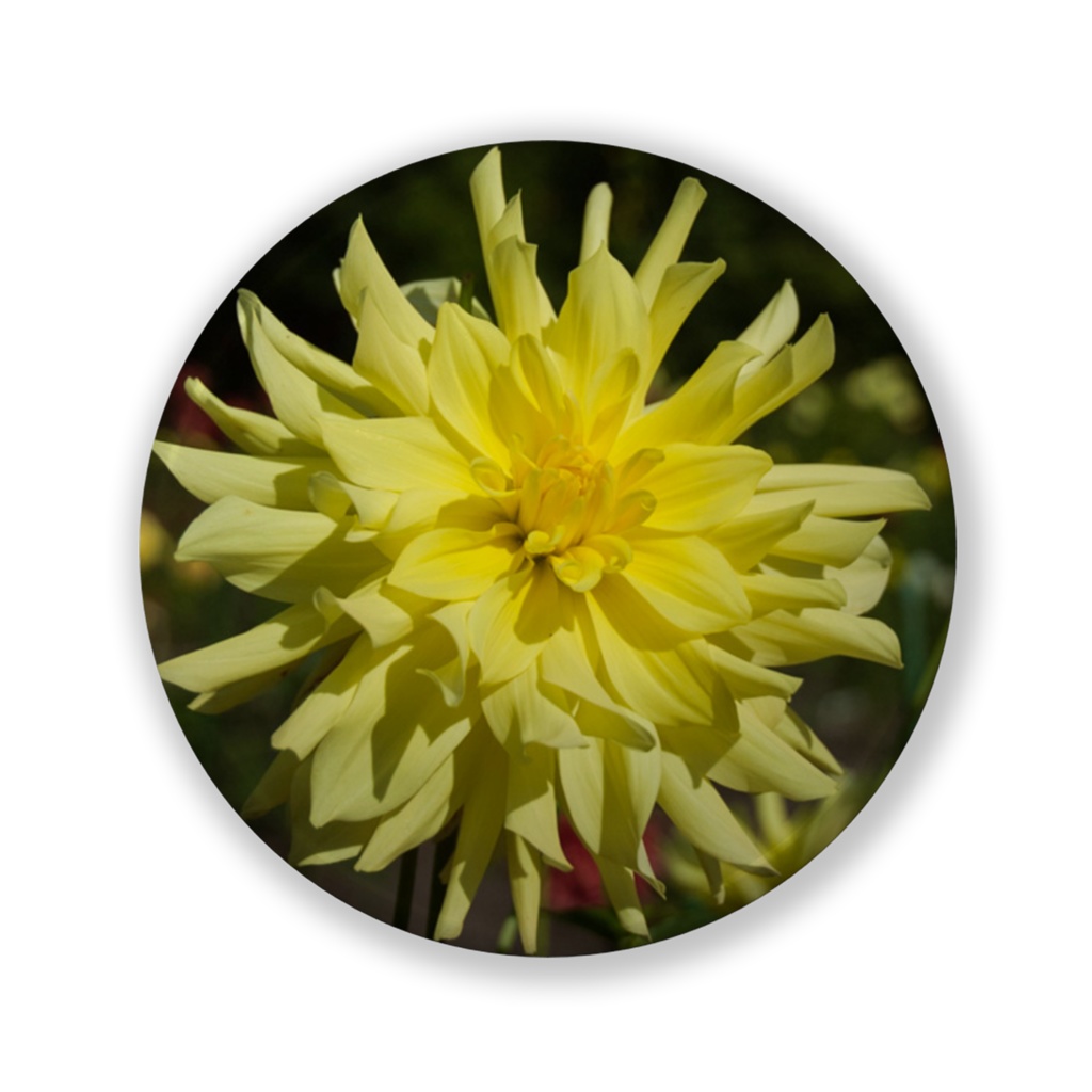 ムーンライトセレナーデ　缶バッジ