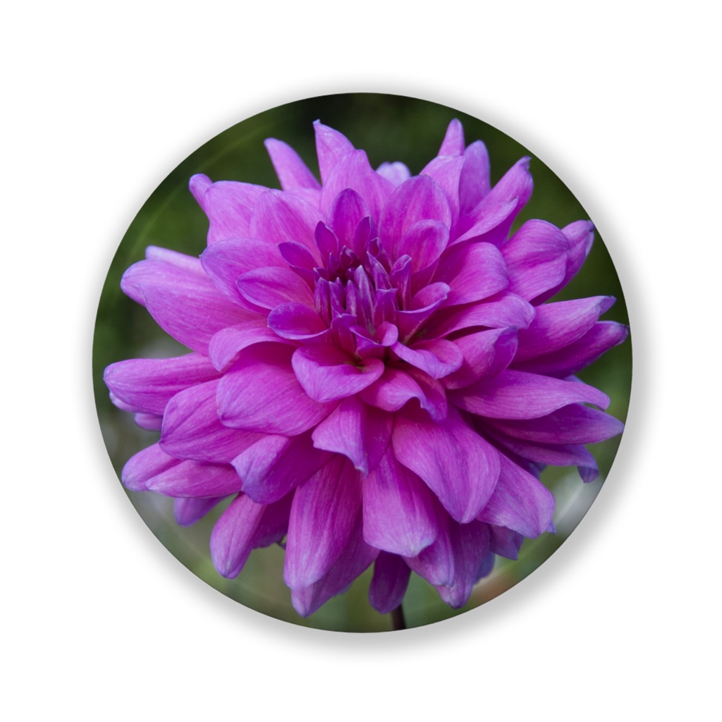 フクシアパープル 缶バッジ