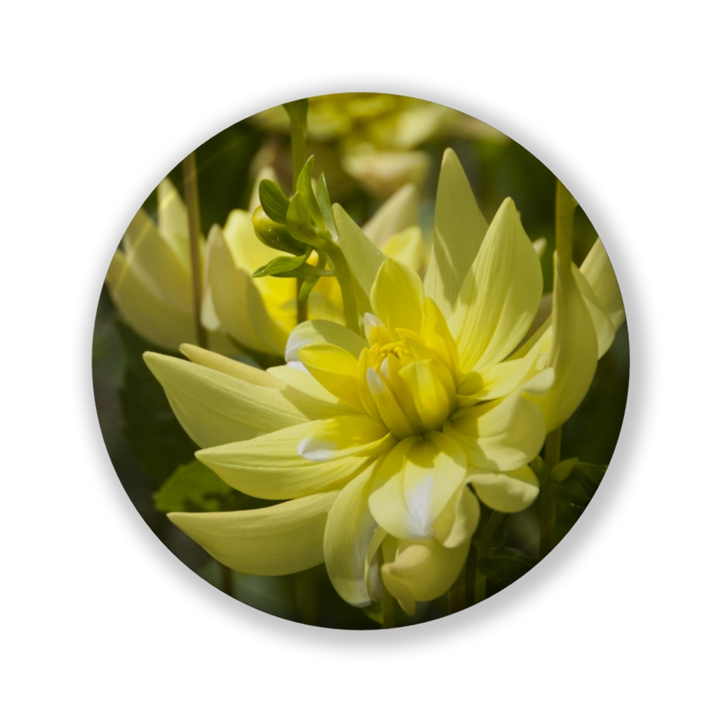 レモネード 缶バッジ