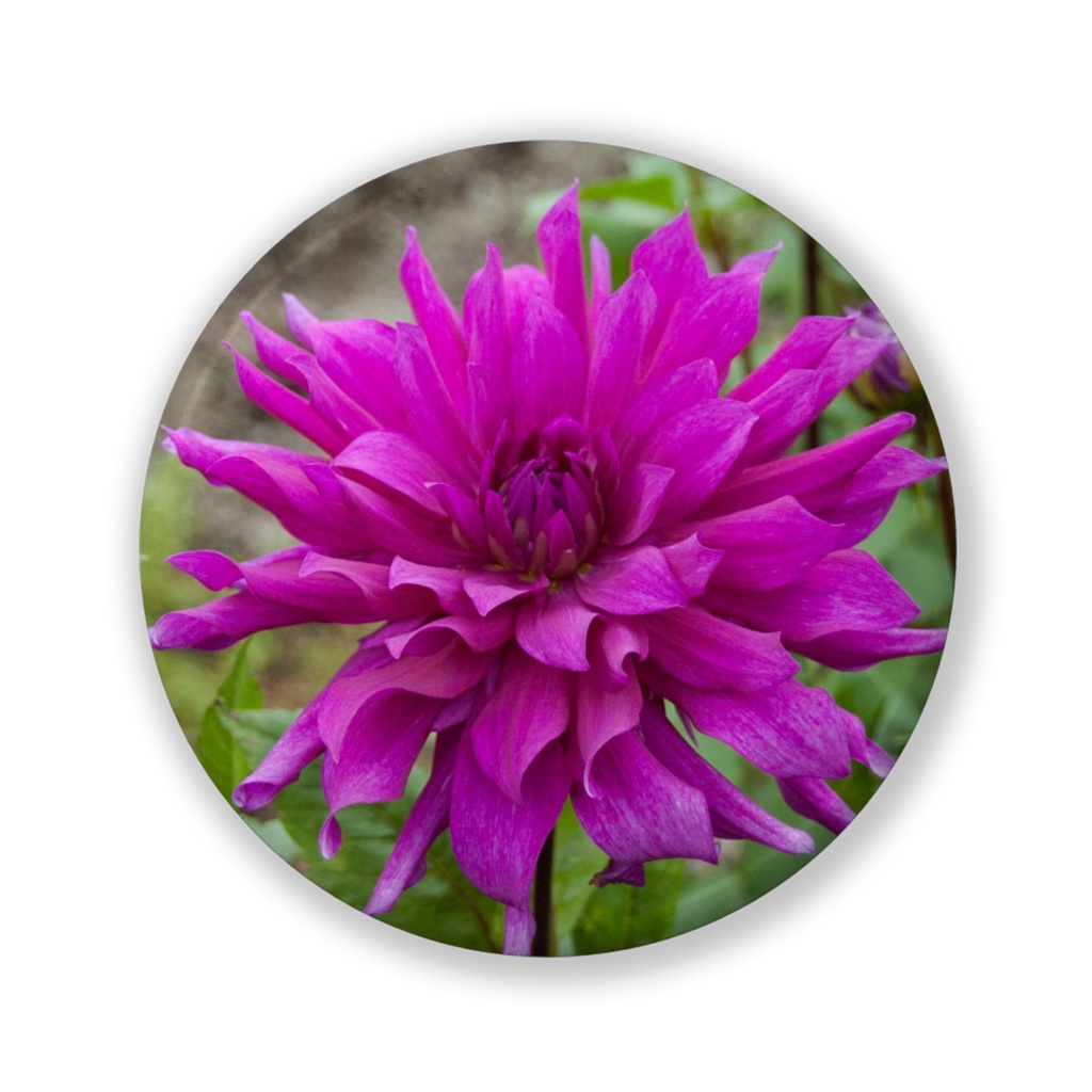 バイオレットキミ 缶バッジ