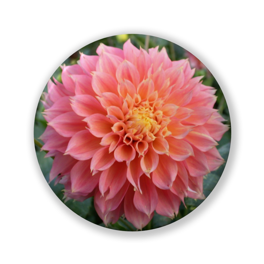 パステル吹雪　缶バッジ