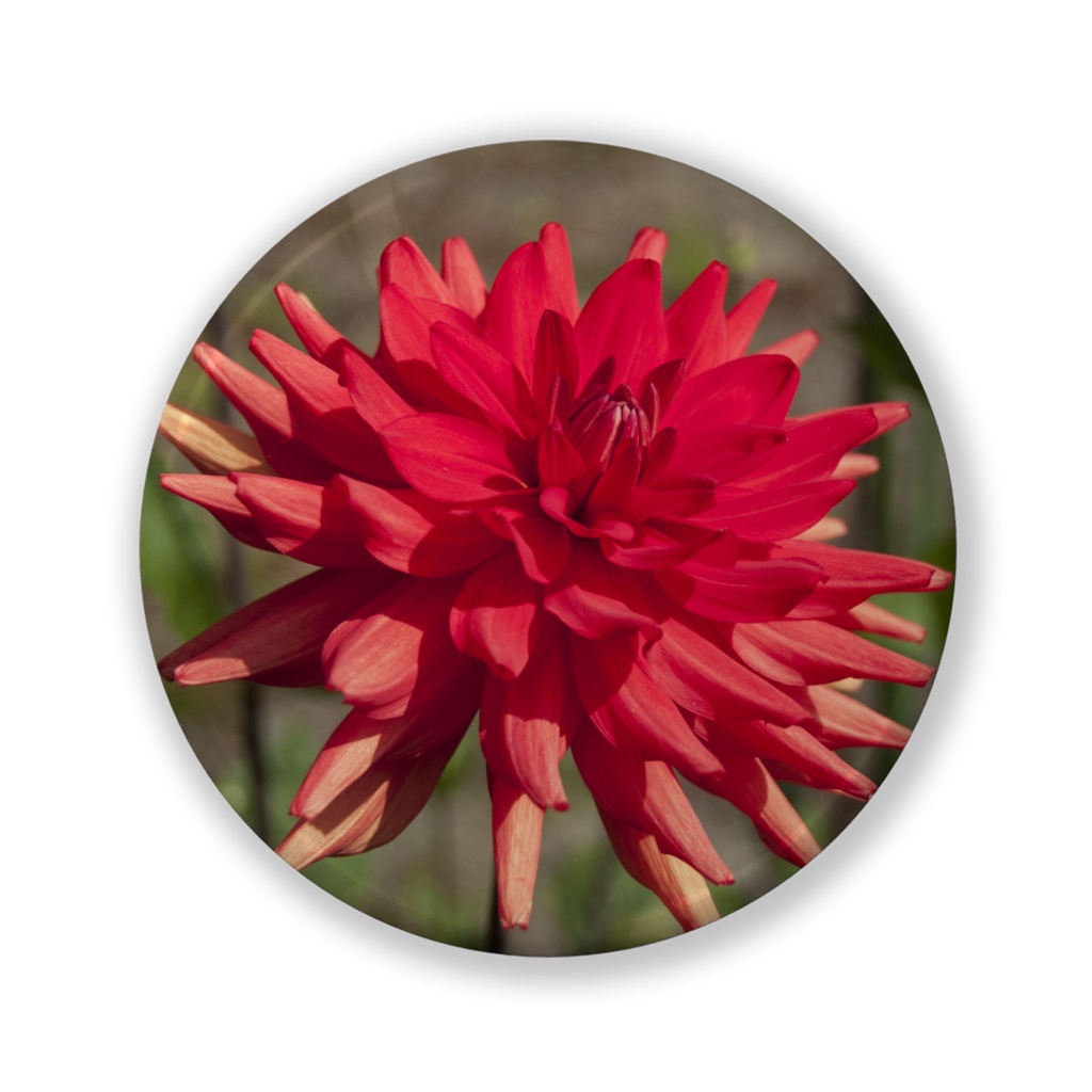 花篝り　缶バッジ