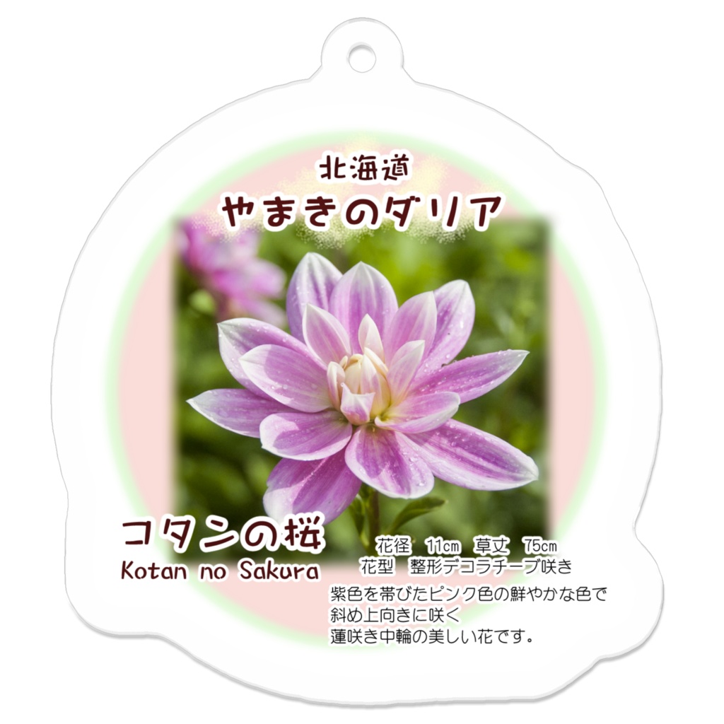 コタンの桜　アクリルキーホルダー