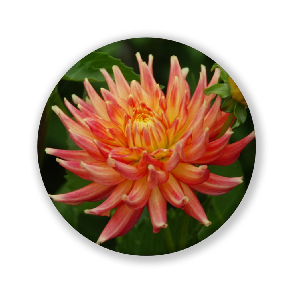 チアガール 缶バッジ