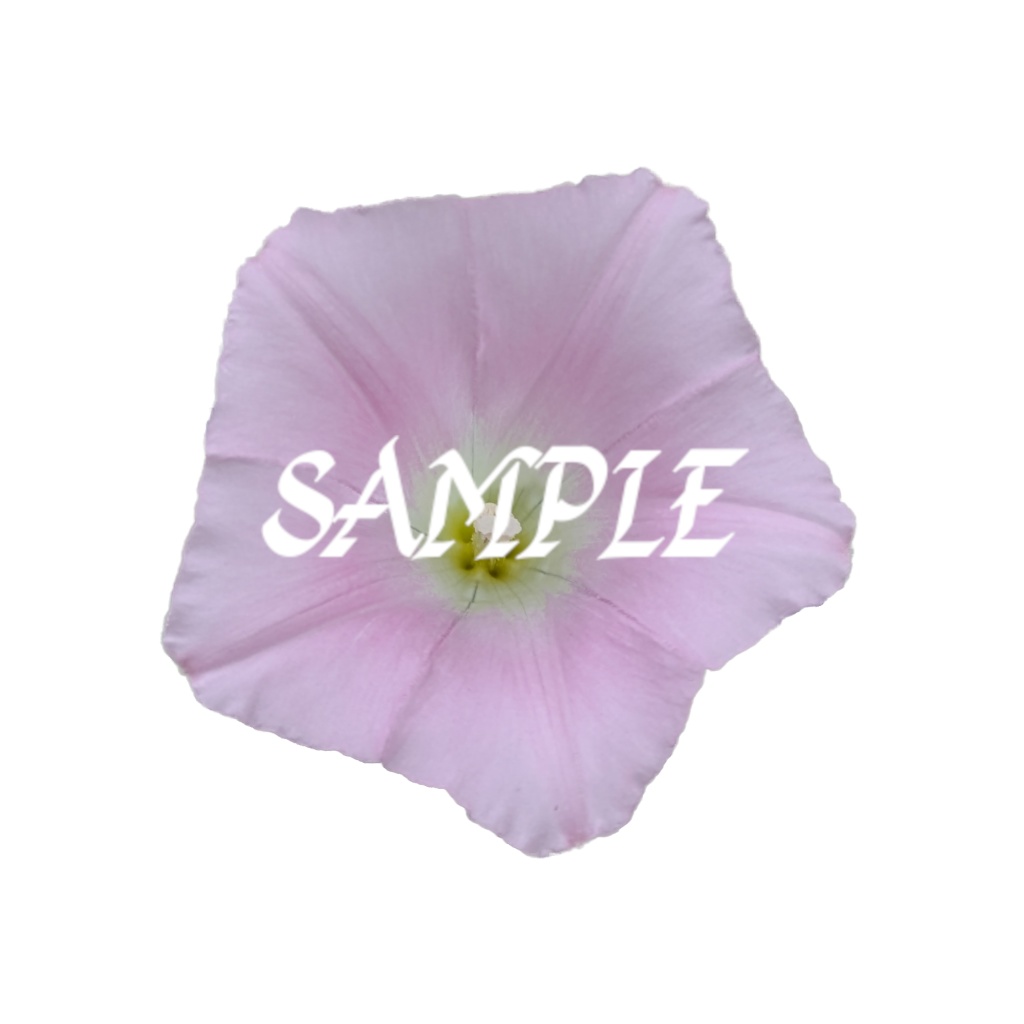 淡いピンク色の朝顔