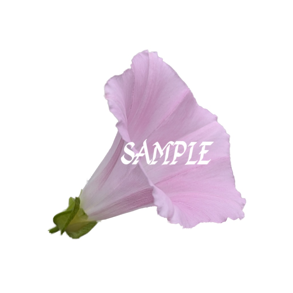 淡いピンク色の朝顔