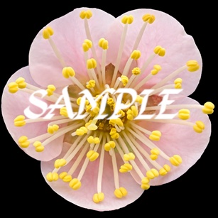紅白(梅)プラス