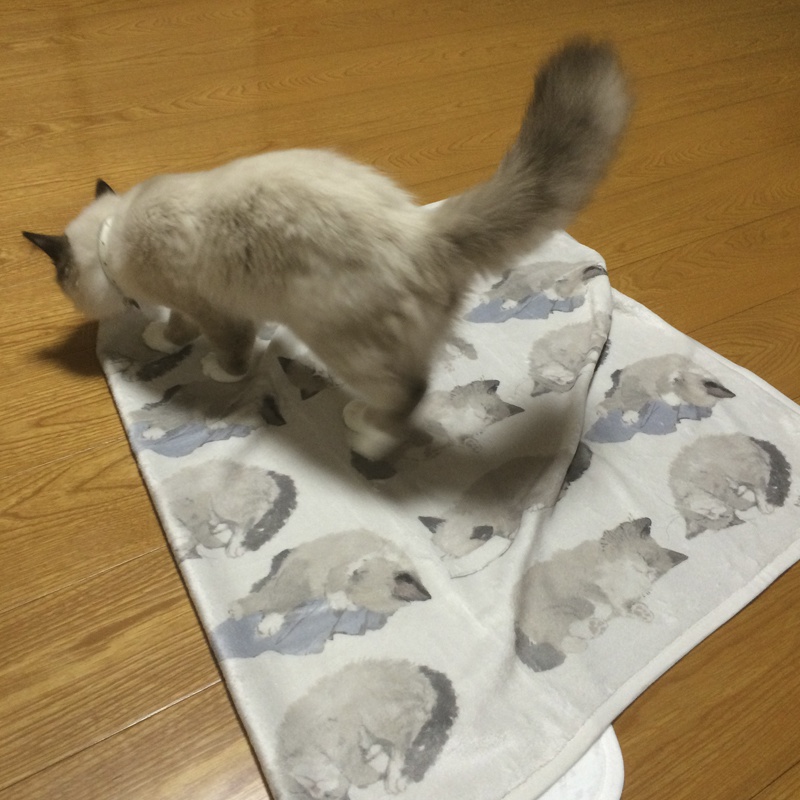 ごろごろねこ ブランケット