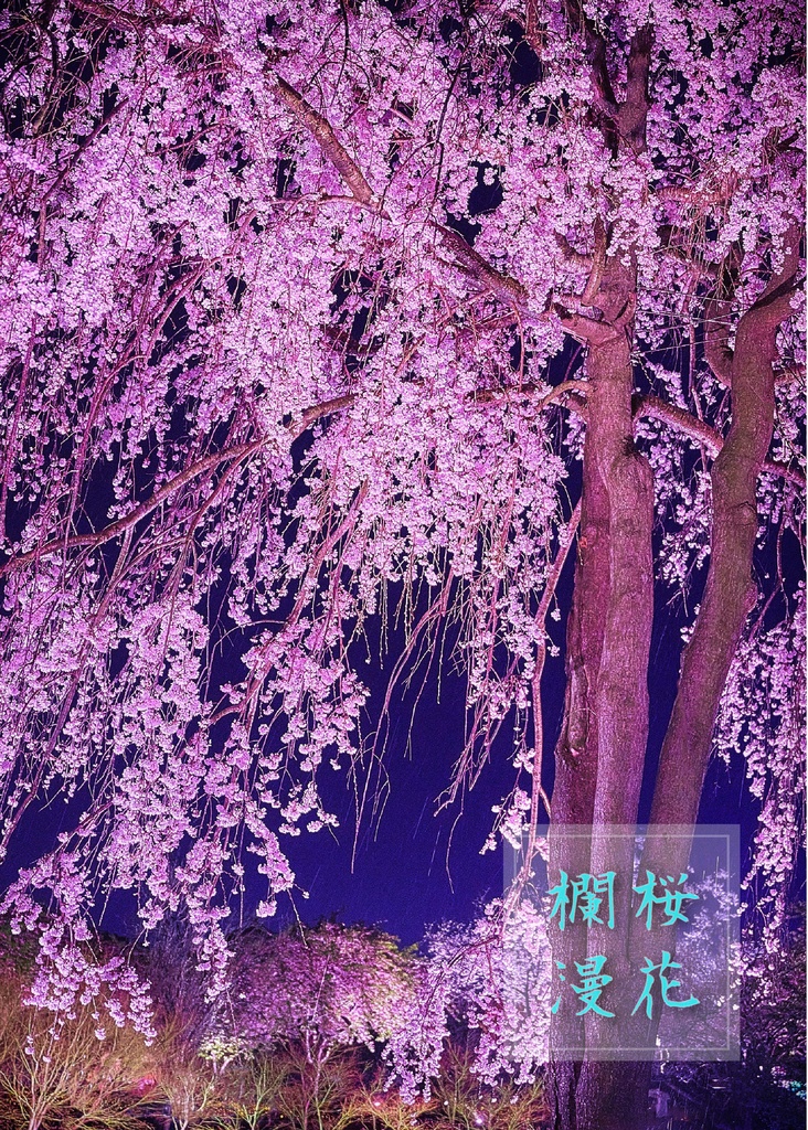 桜花爛漫