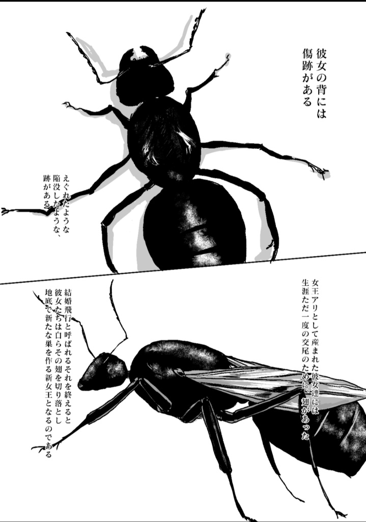 ありんこ生活いちねんめ