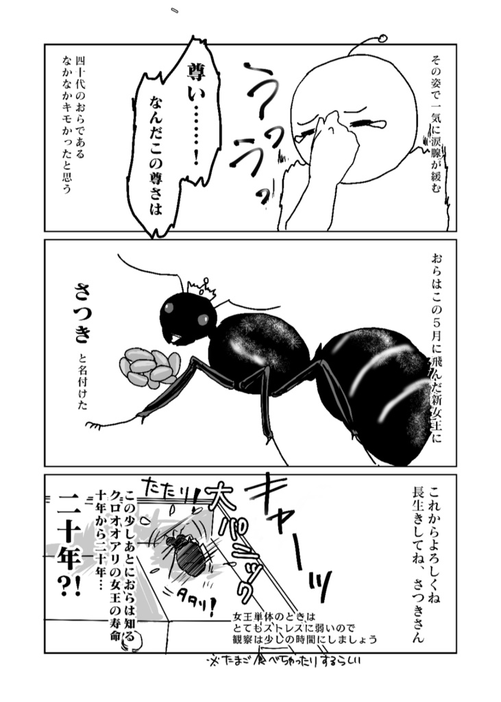 ありんこ生活いちねんめ