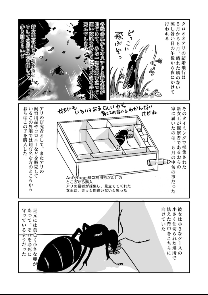 ありんこ生活いちねんめ