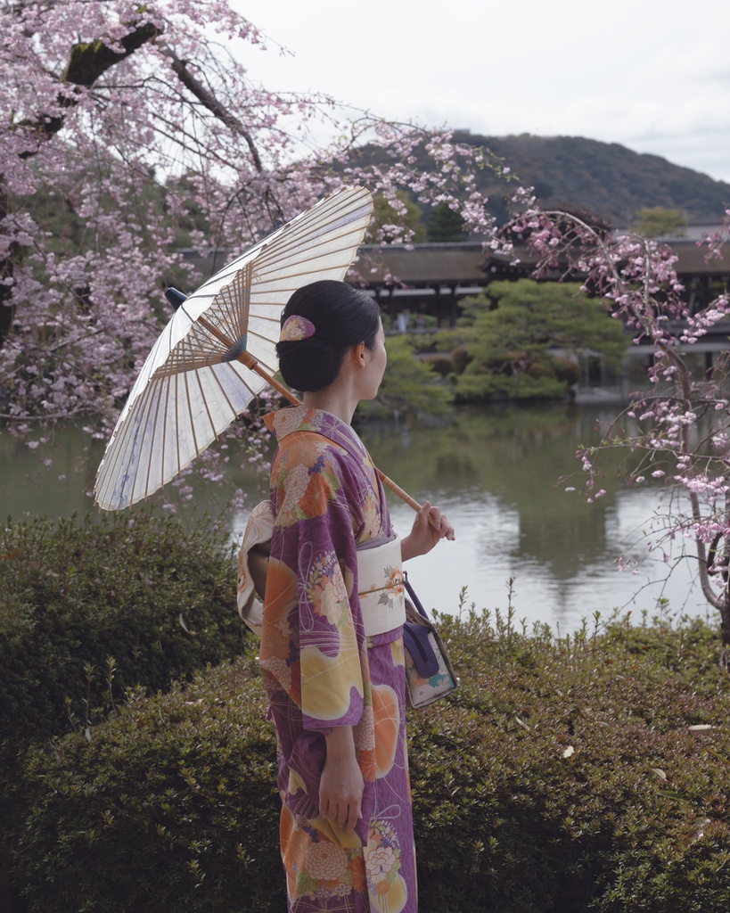 即納: 菊立涌に花薬玉紋様 反物