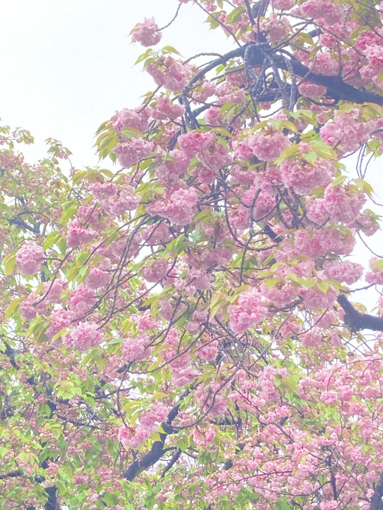 🌸もちもち桜餅通販