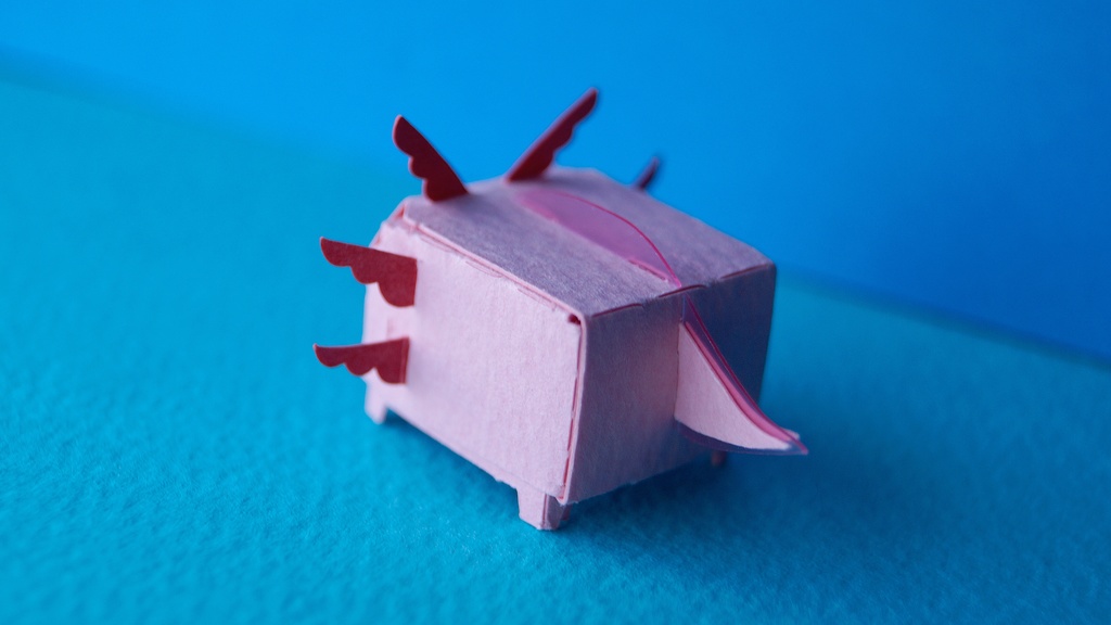 はこねこ ウーパールーパー