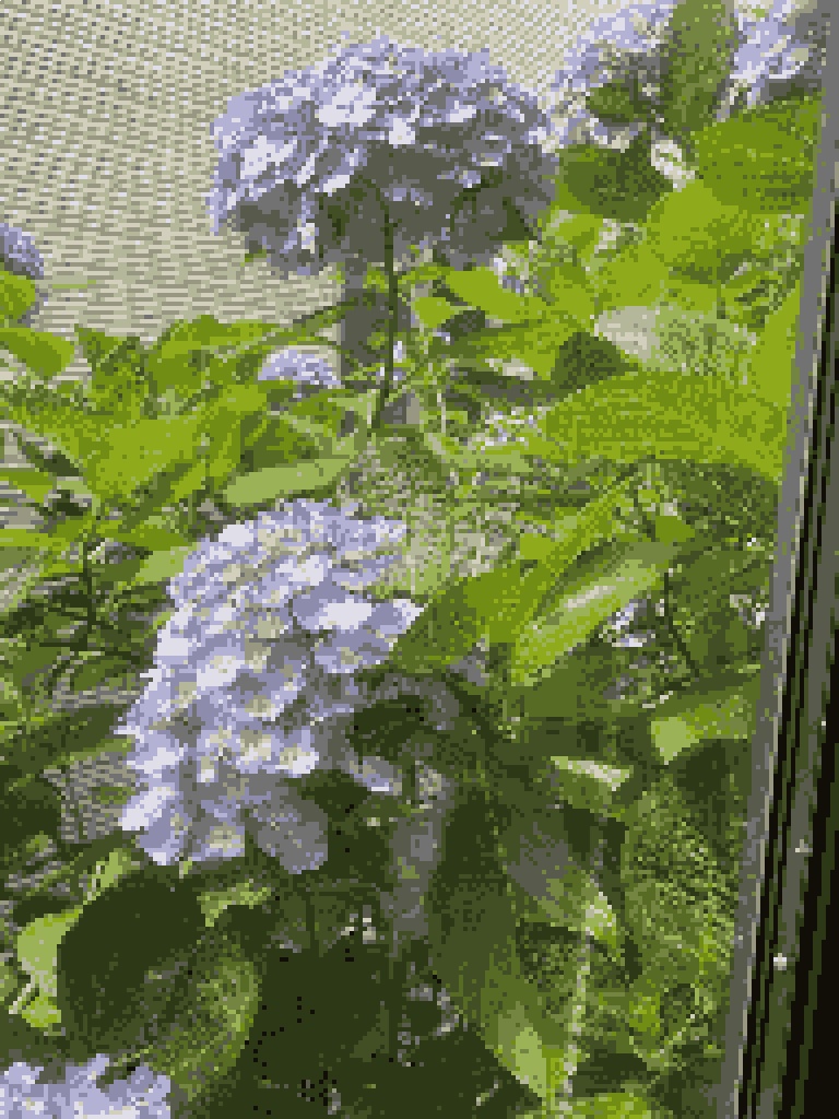 紫陽花-hydrangea-