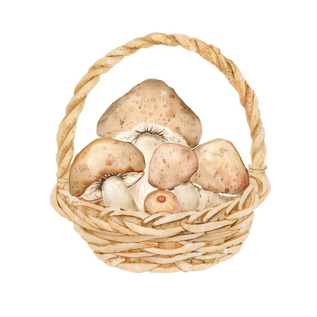 【商用利用OK】🍄 秋の森ときのこ 水彩クリップアート12点|可愛いマッシュルーム PNG Watercolor Mushroom Clipart Set